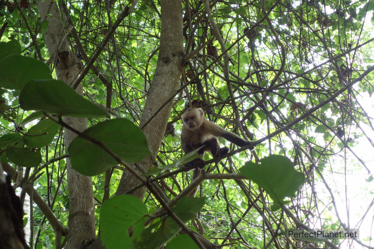Mono en Parque Nacional Tayrona