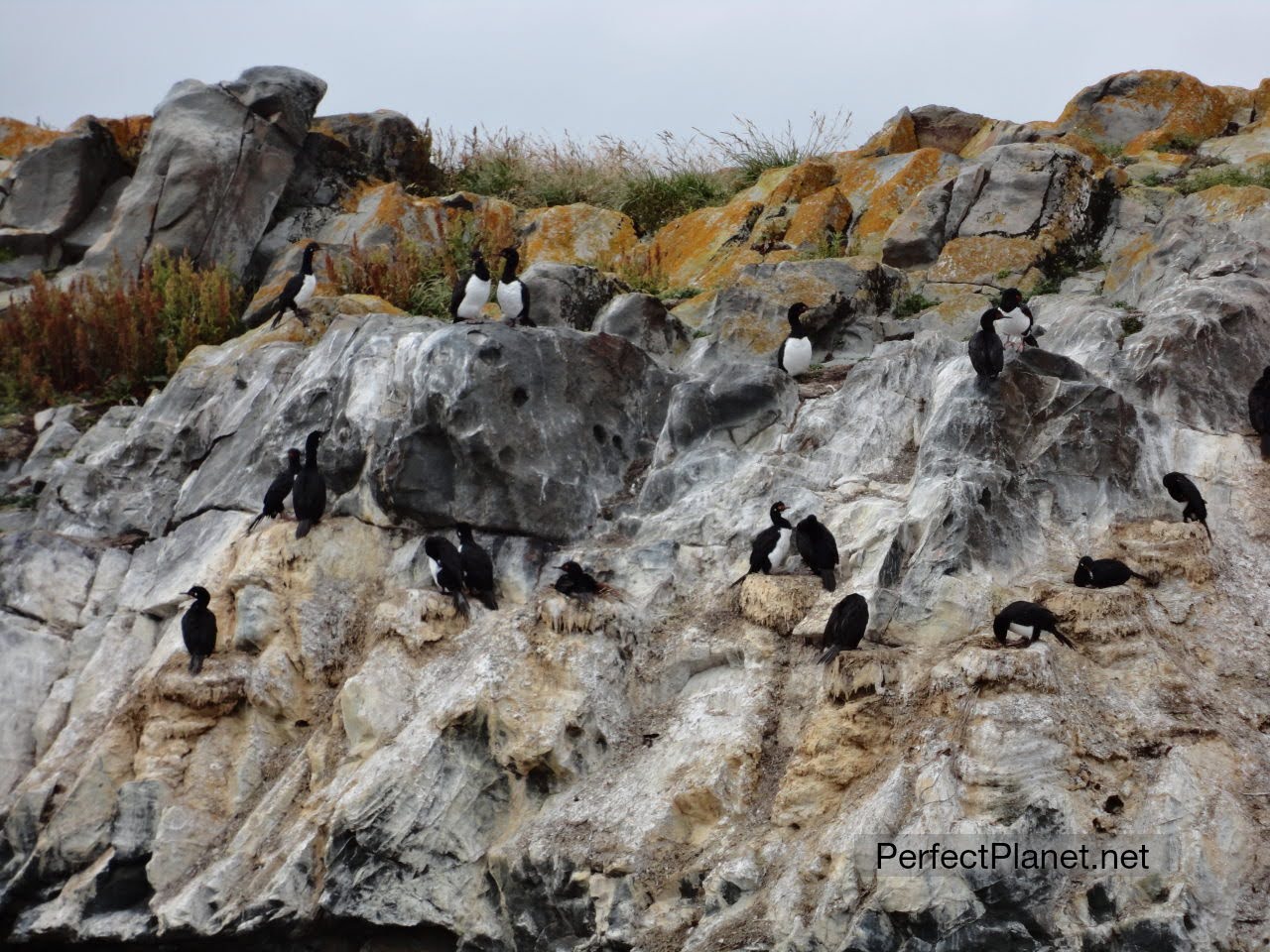 Cormorants