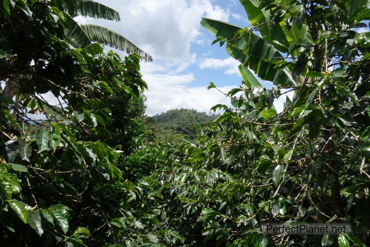 La Arzacia coffee plantation