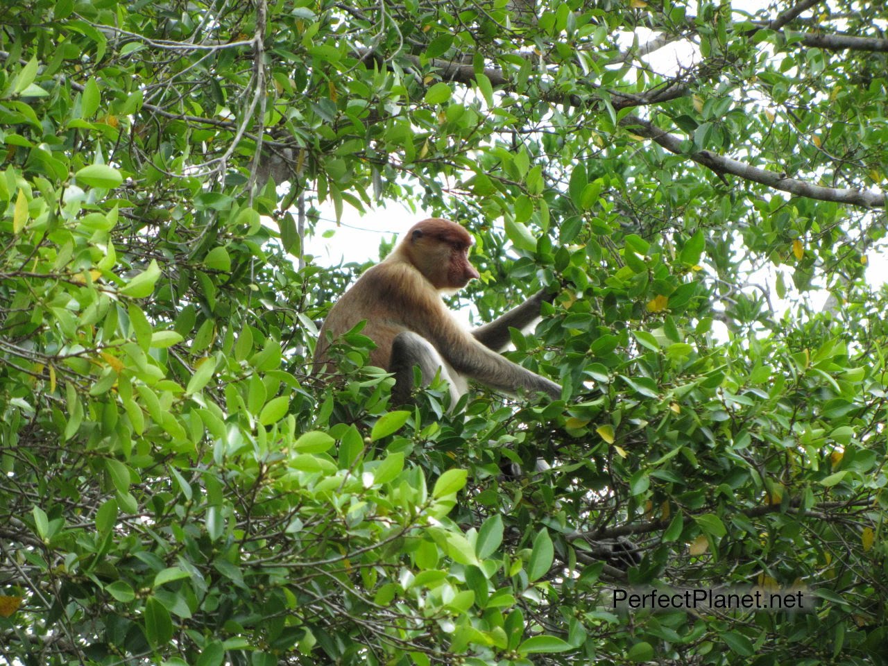 Proboscis Monkeys