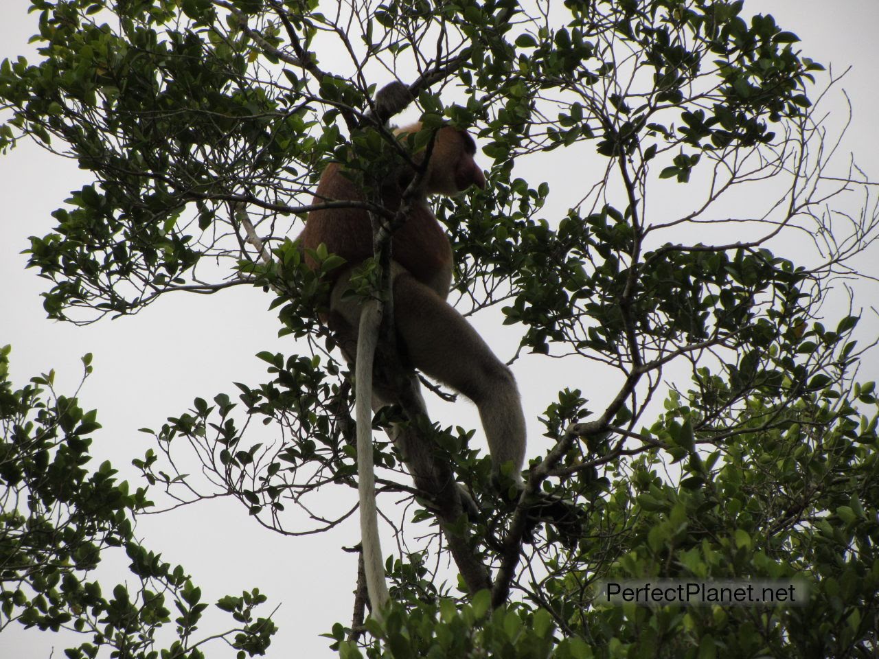 Proboscis Monkeys