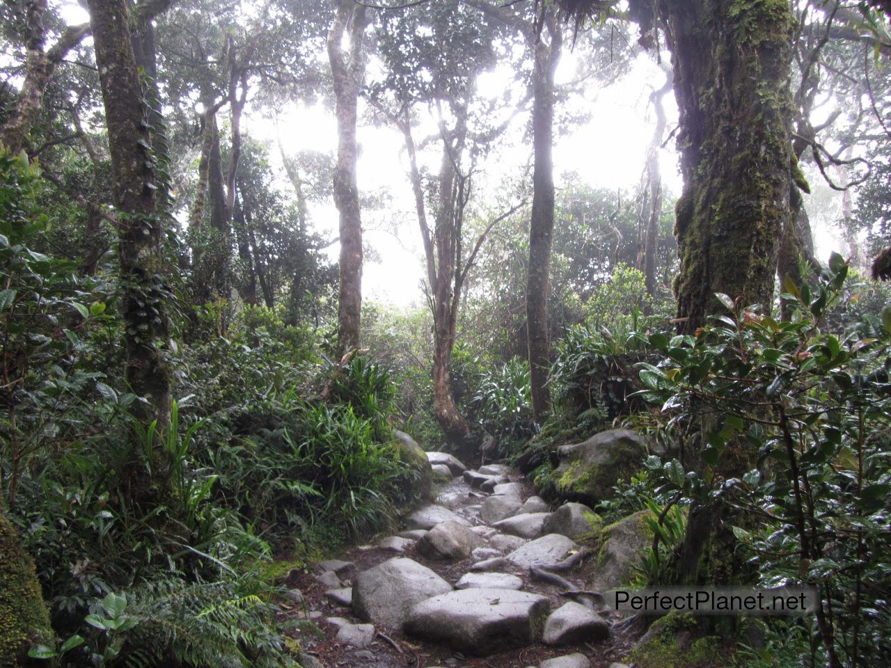 Mount Kinabalu trekking