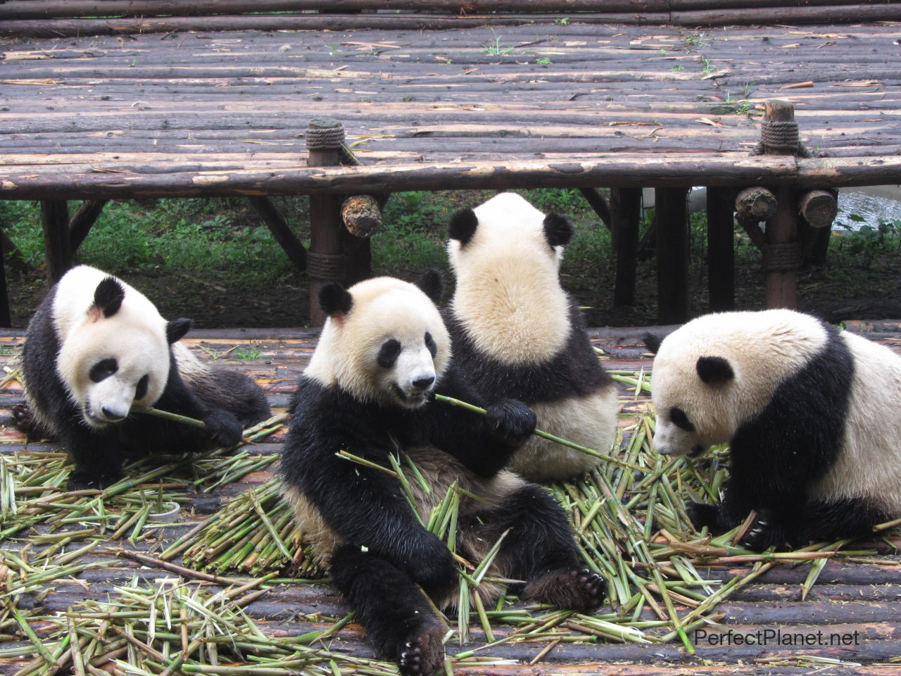 Panda Bears eating