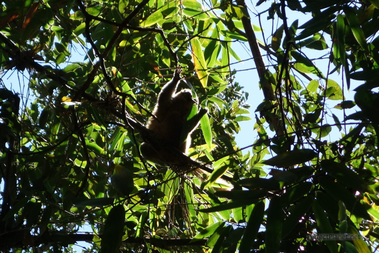 Lemur in Ranomafana National Park