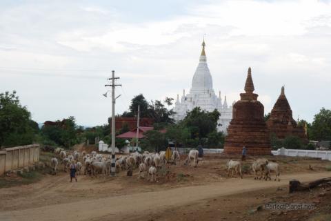 Sheperd in Bagan
