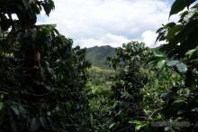 Coffee plantation La Azarcia Salento