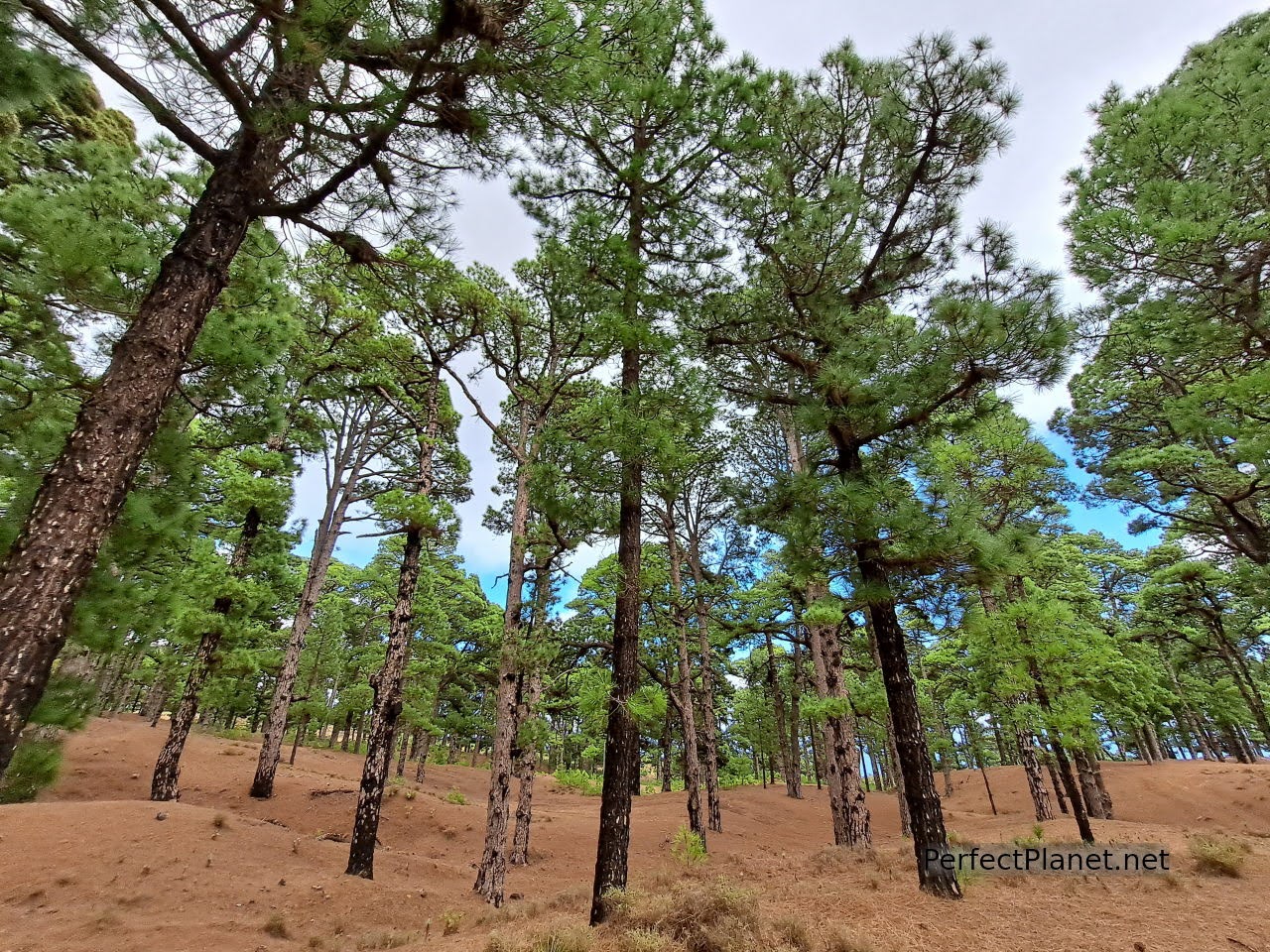 Canary pine