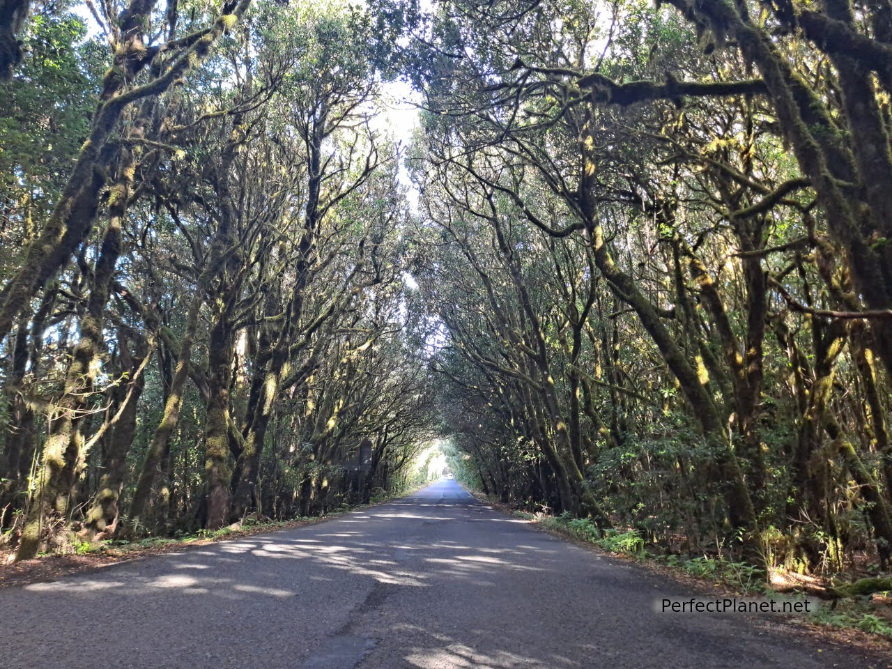 Garajonay National Park