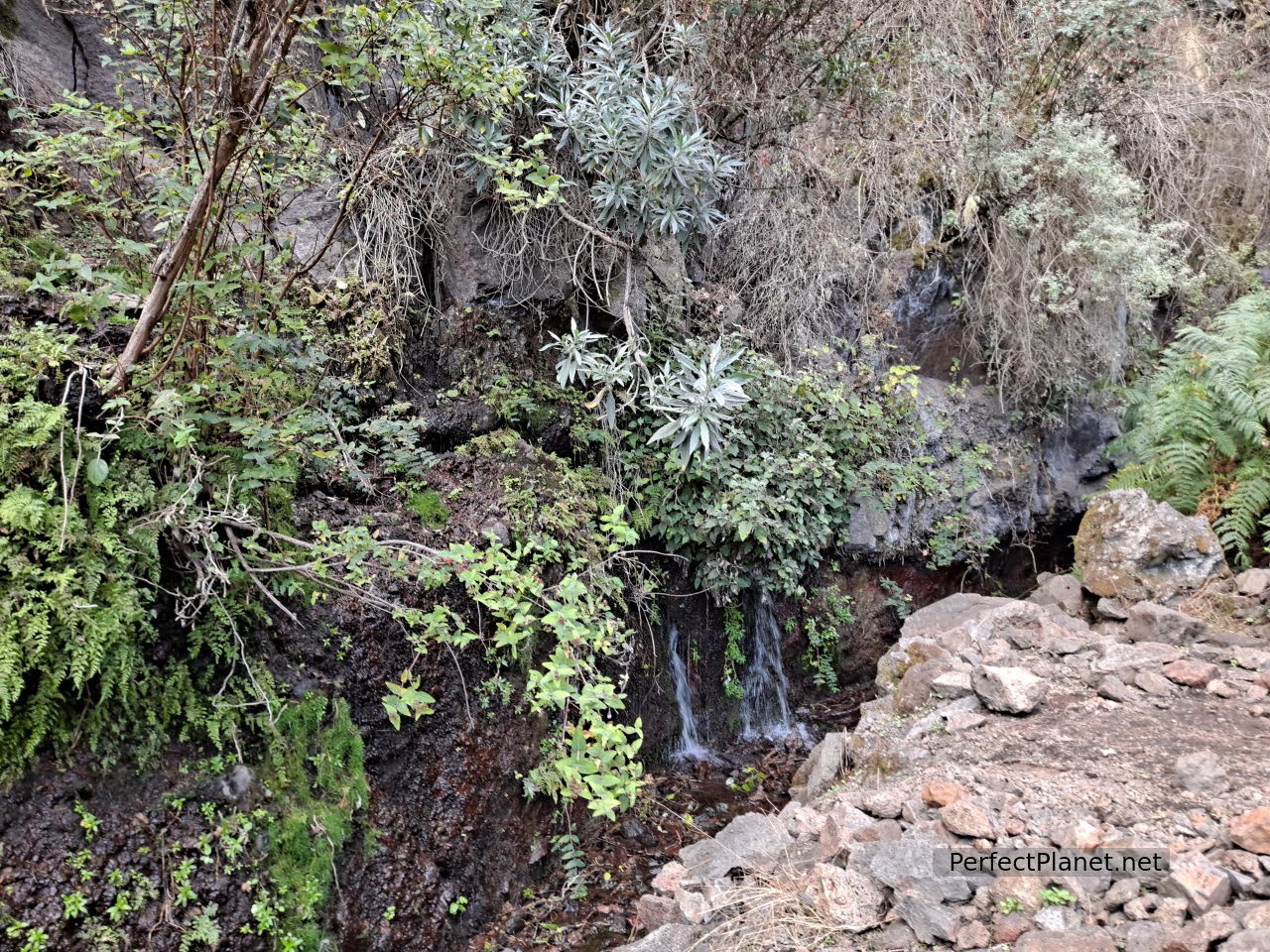 Springs of Marcos and Cordero