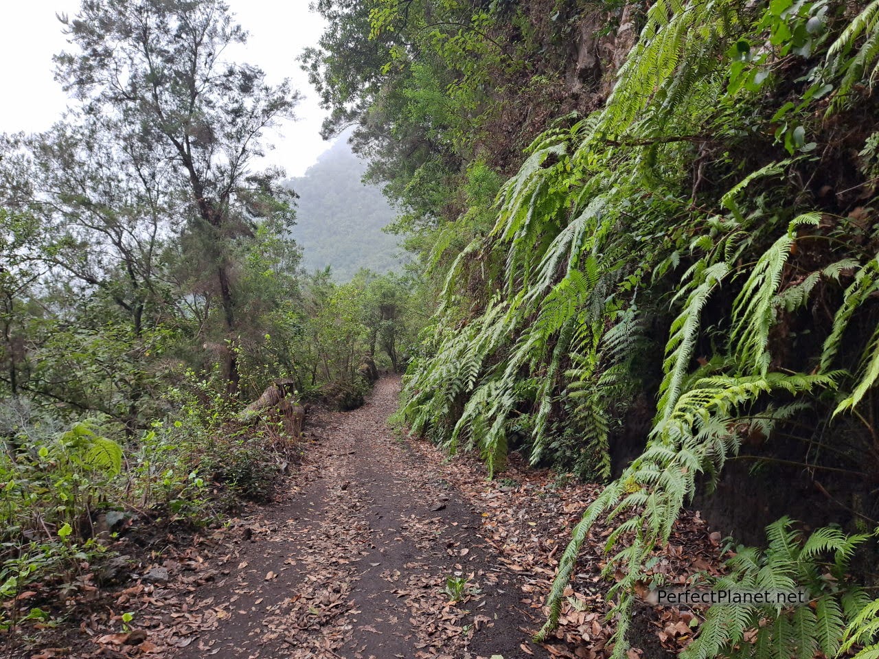 Bosque de los Tilos