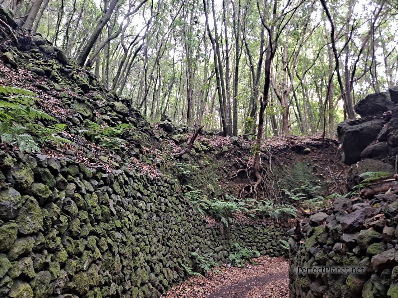 Bosque de los Tilos