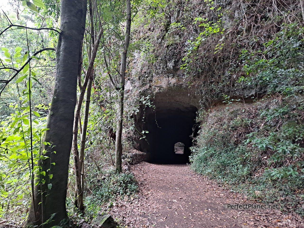 Tilos Forest