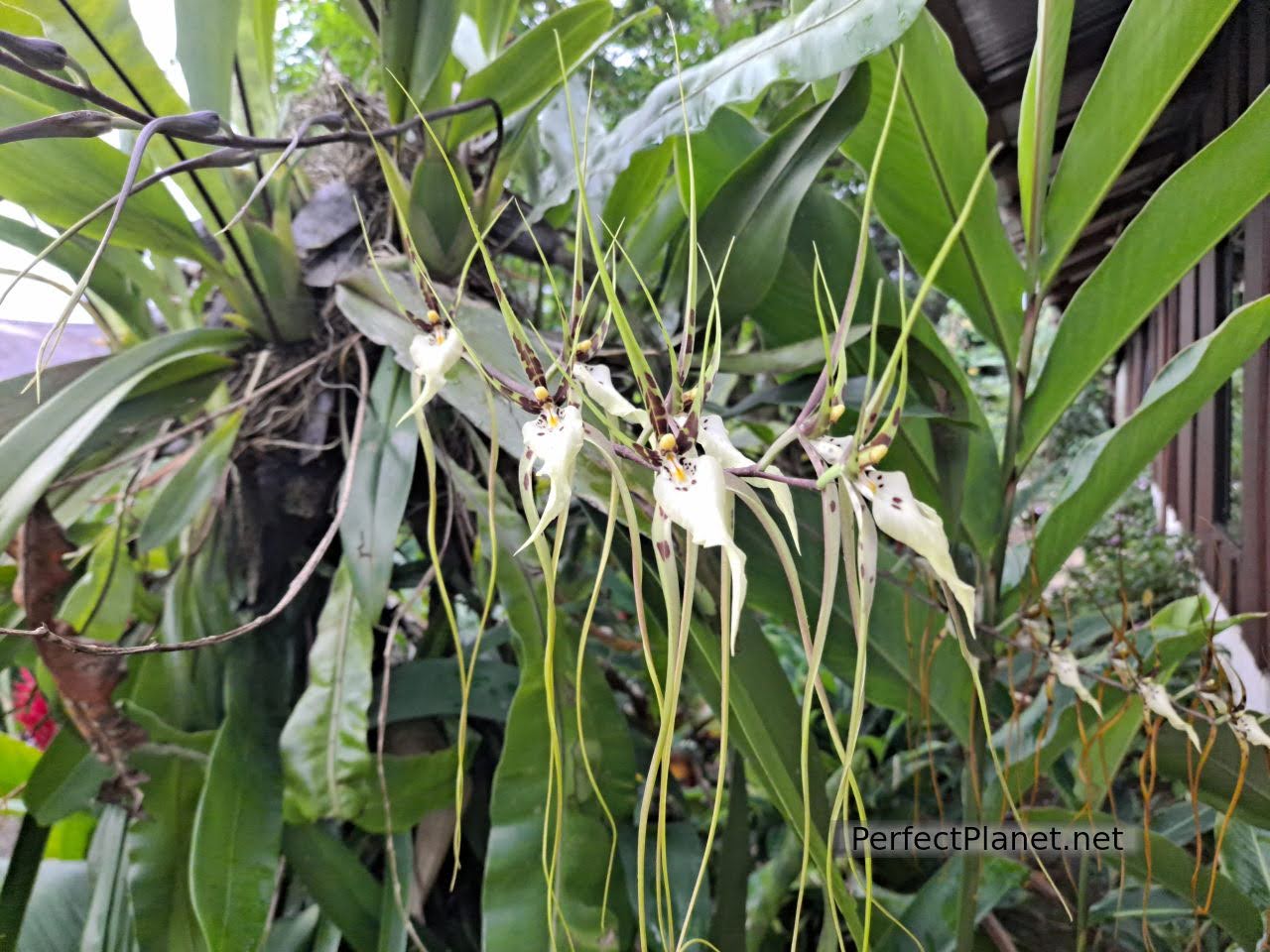 Orquídeas