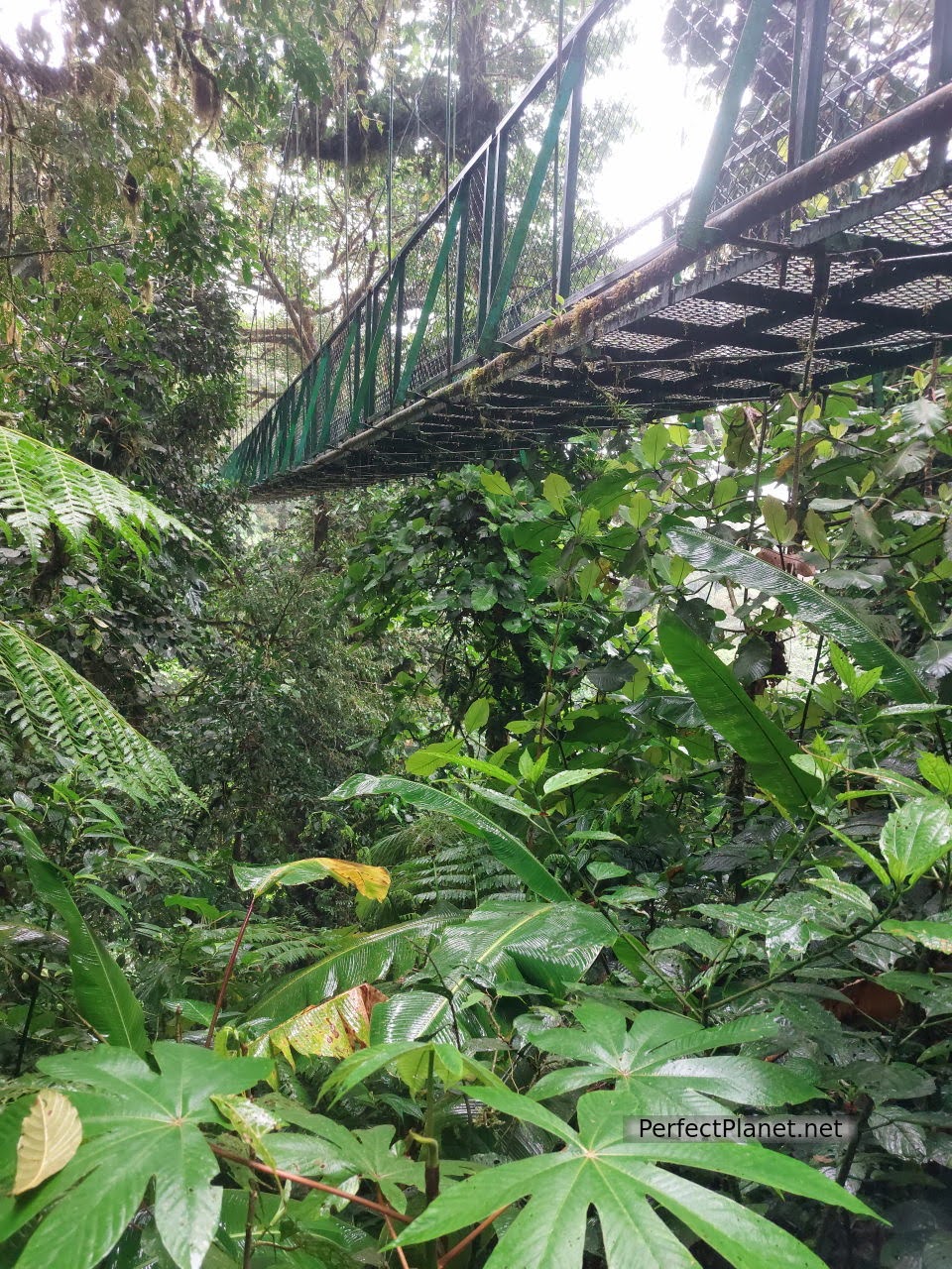 Puente colgante