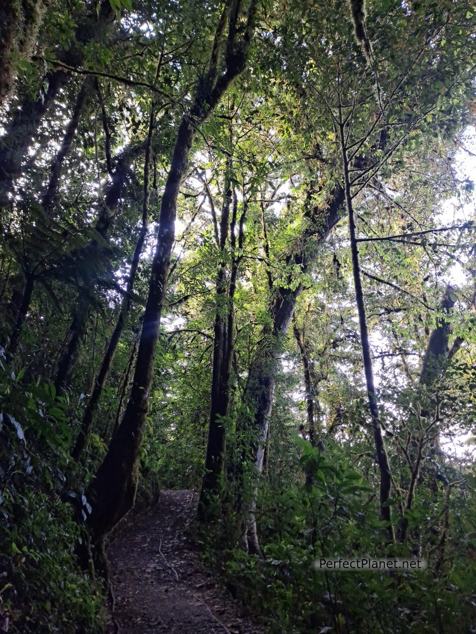 Monteverde Cloud Forest Biological Reserve