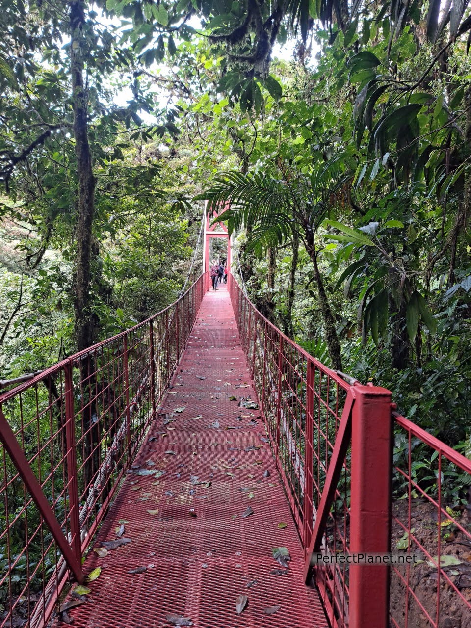 Suspension bridge