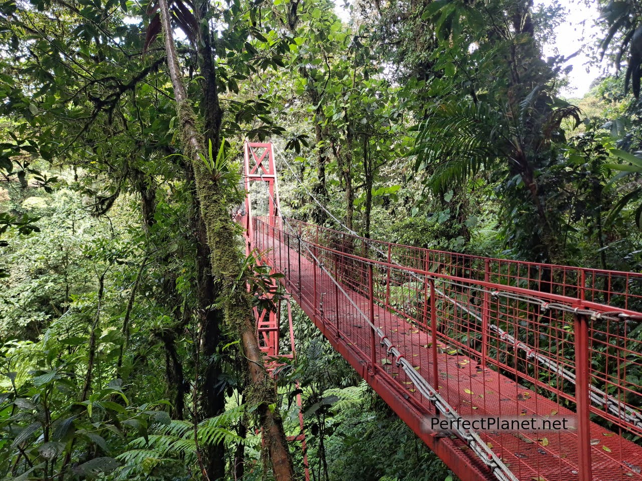 Suspension bridge