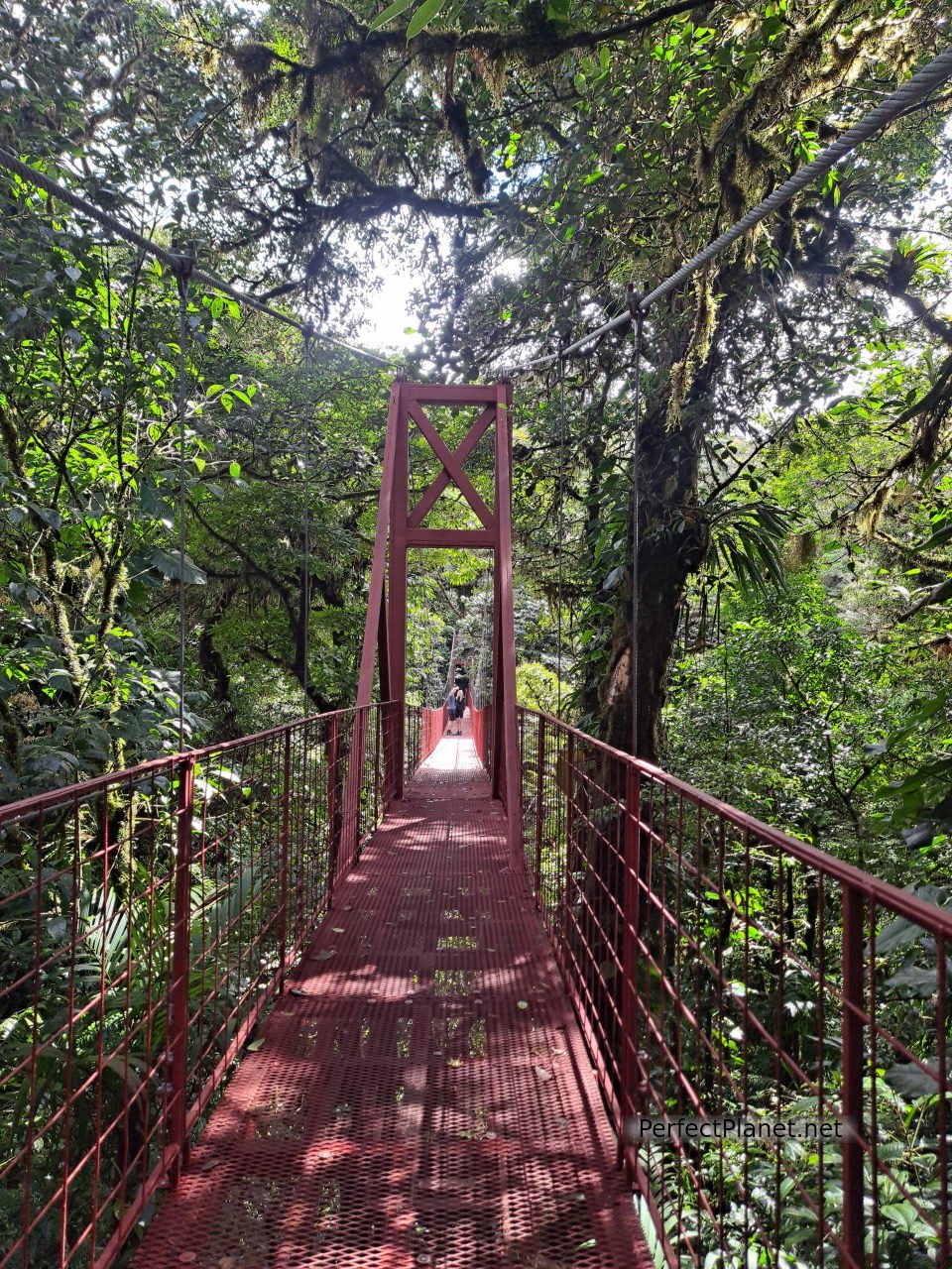 Suspension bridge