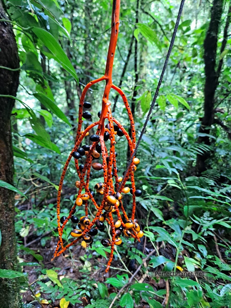 Monteverde Cloud Forest Biological Reserve