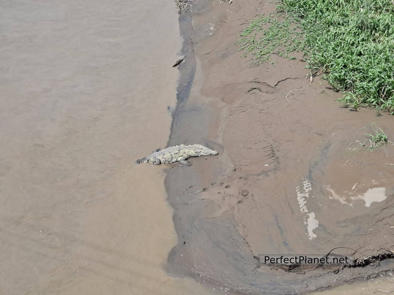 Cocodrilos en el puente de Tárcoles