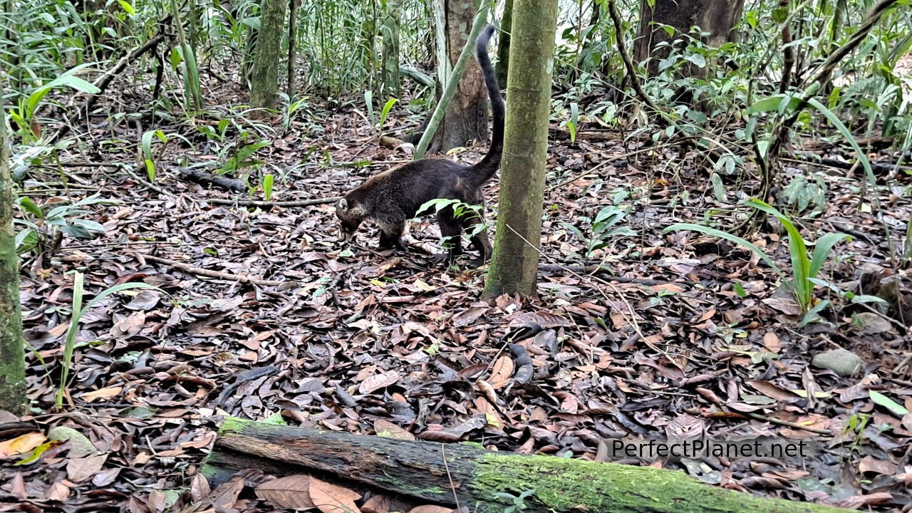 Coatí