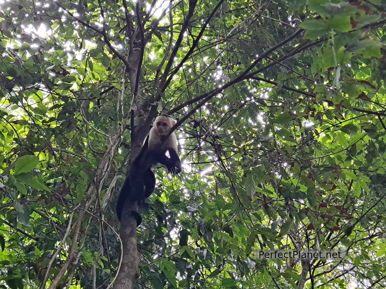 Capuchin monkey