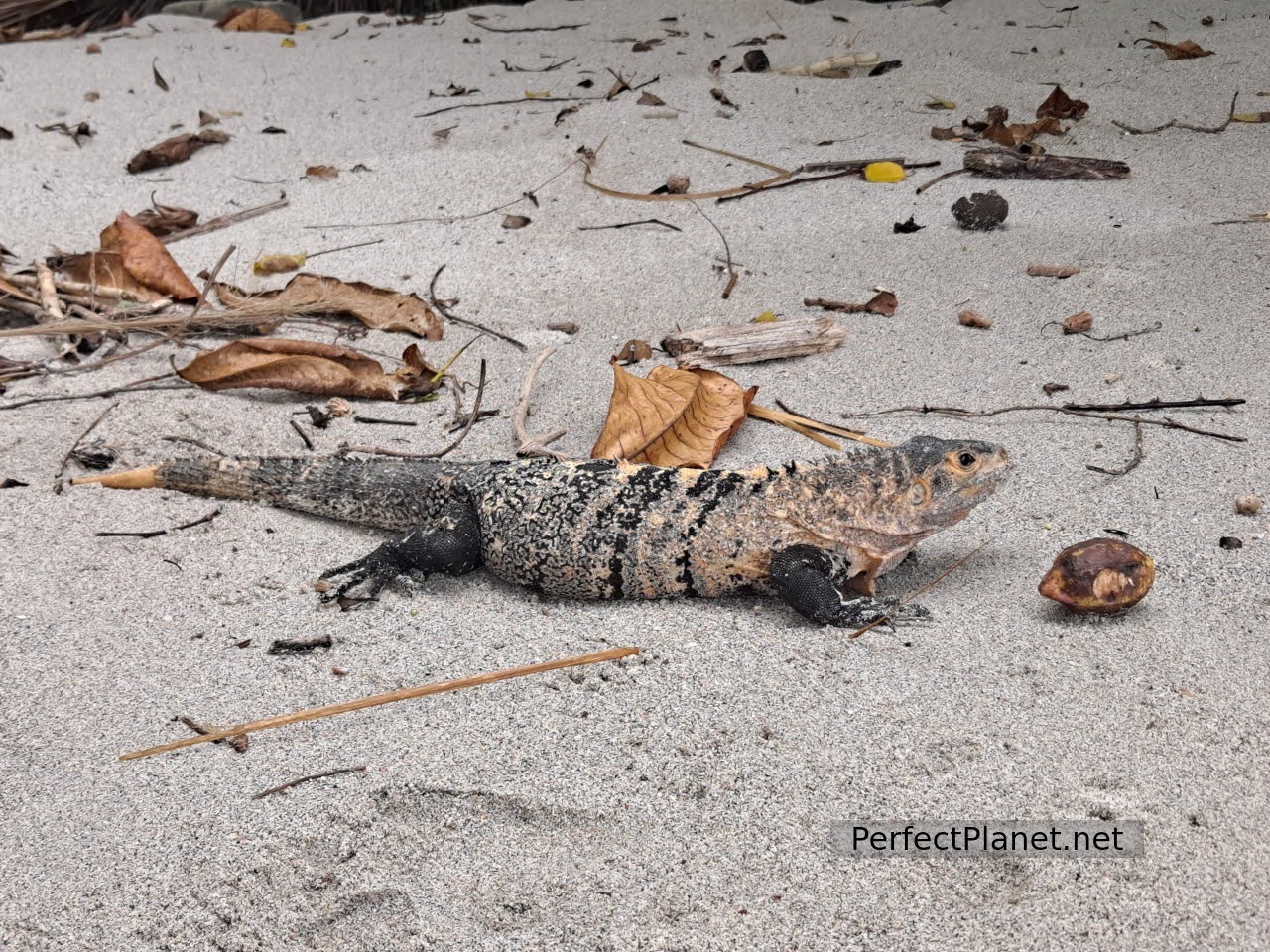 Iguana