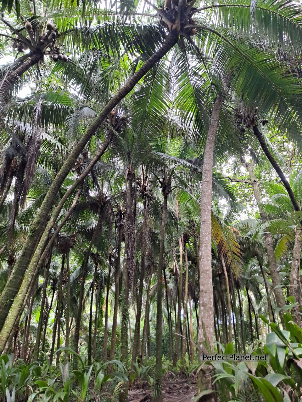 Marino Ballena National Park