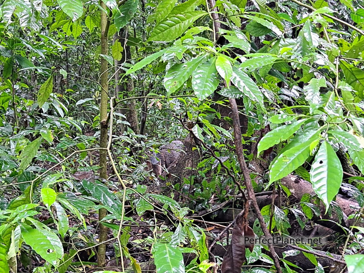 Parque Nacional de Corcovado