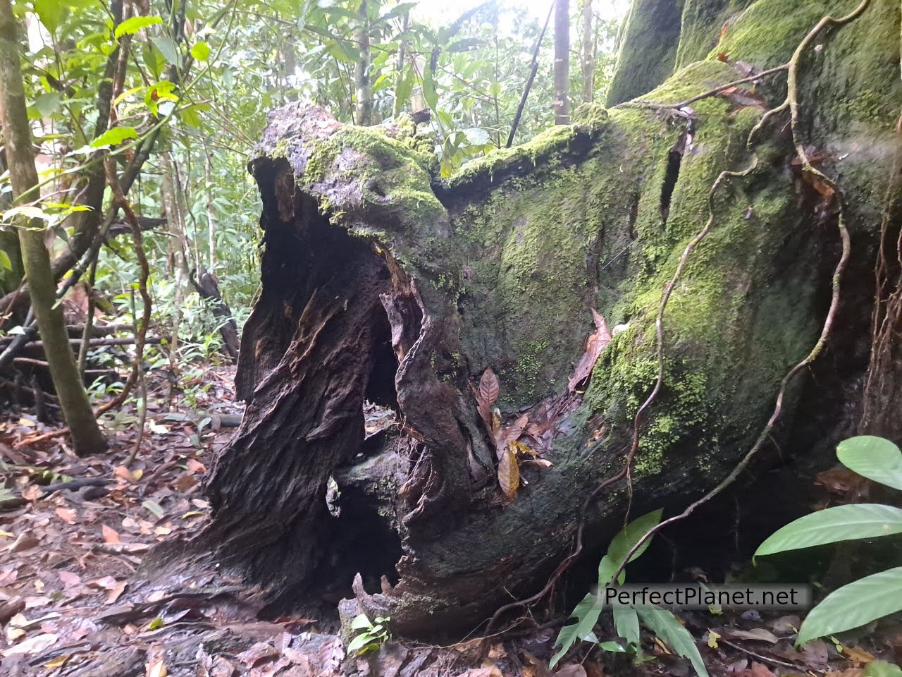 Entrada al árbol