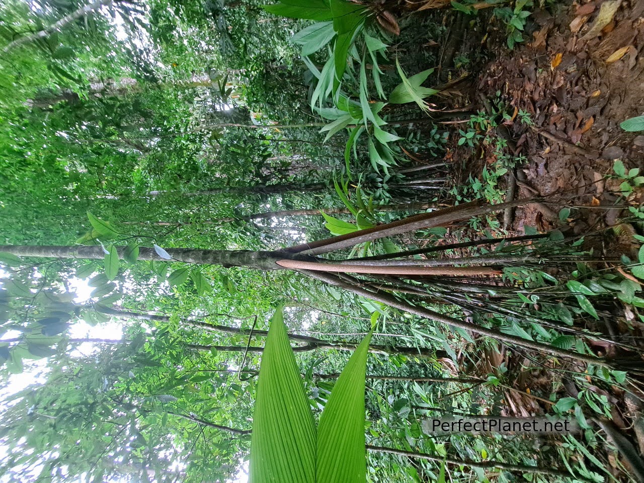 Corcovado National Park