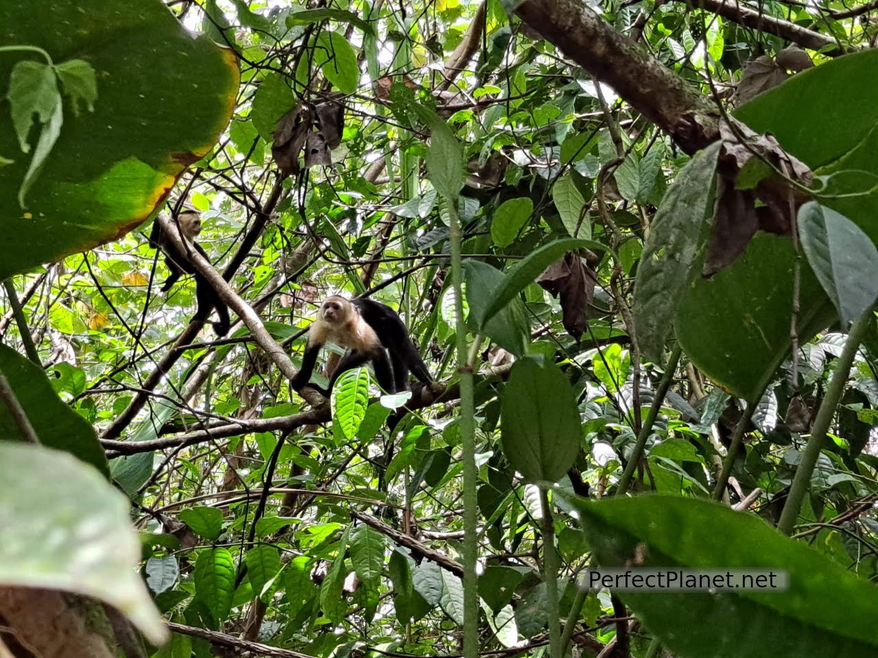Mono Capuchino