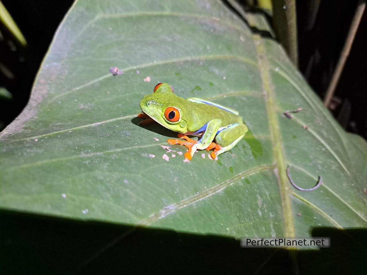 Red eye green frog