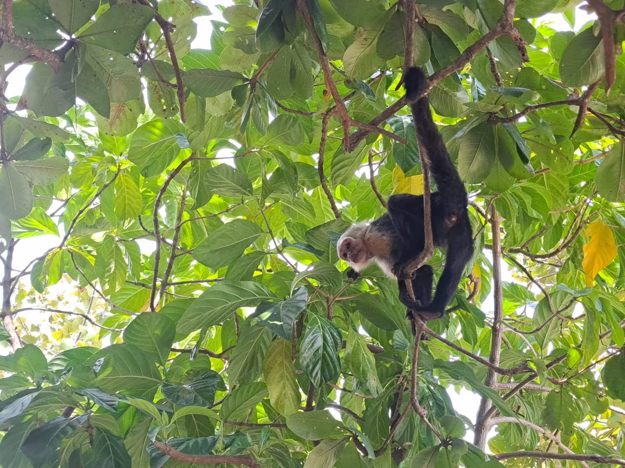 Capuchin monkey