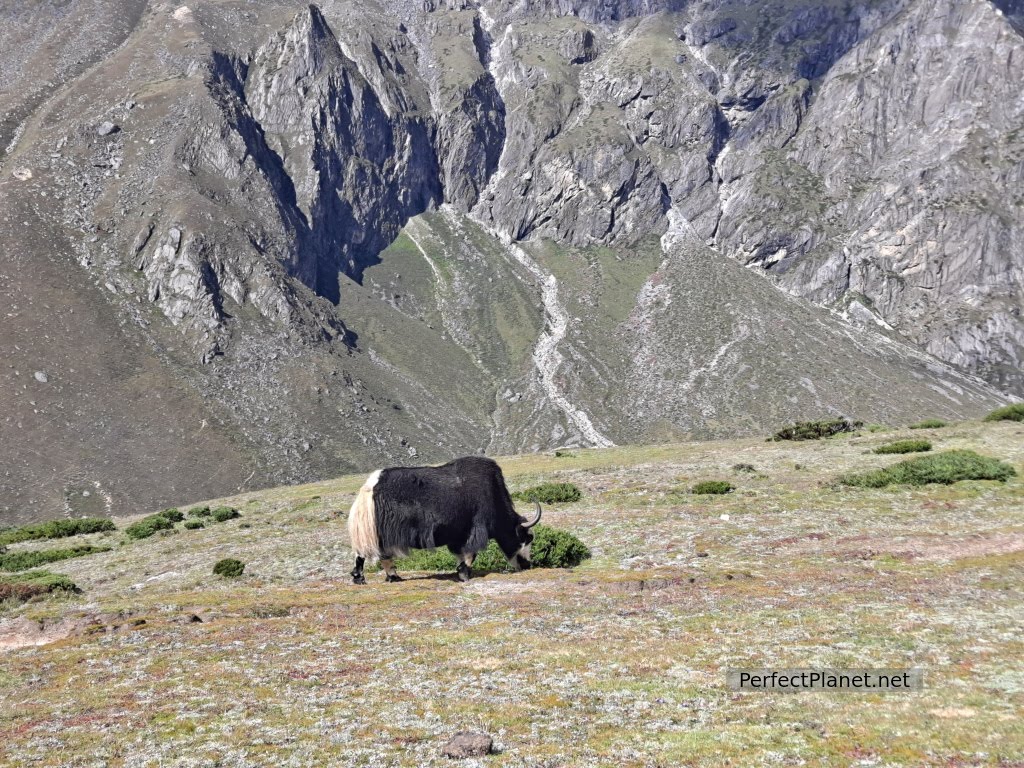 Yak