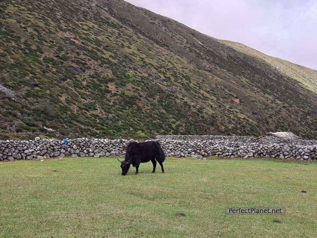 Yak