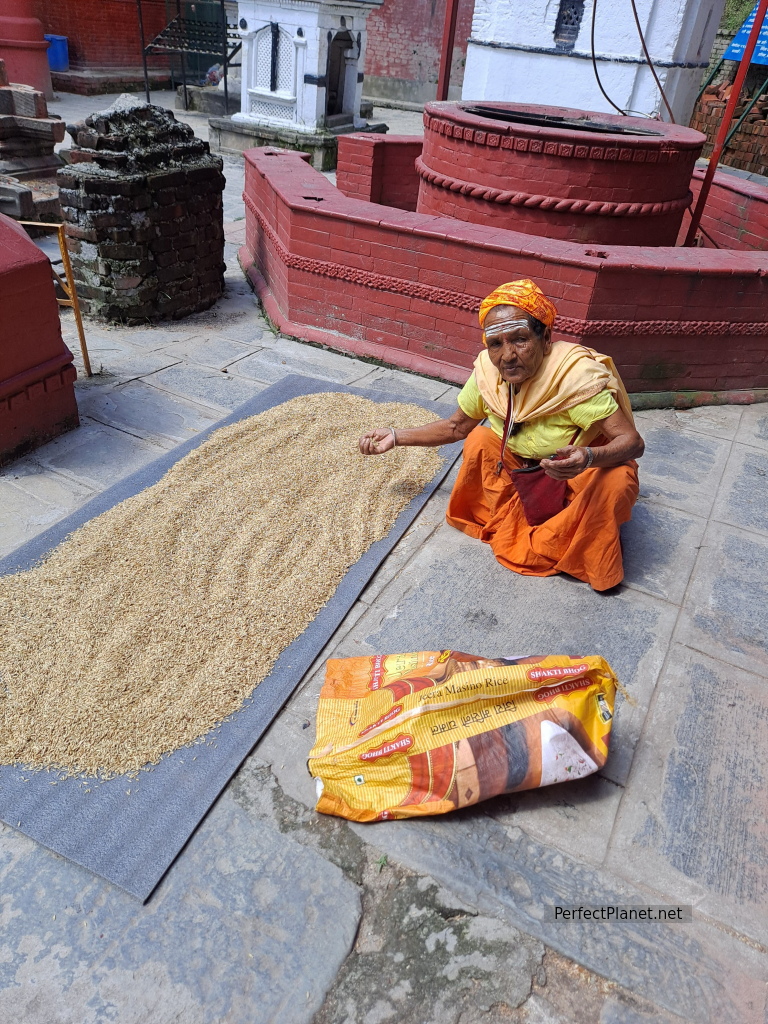 Woman driying rice