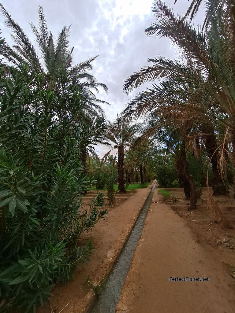 Palm grove