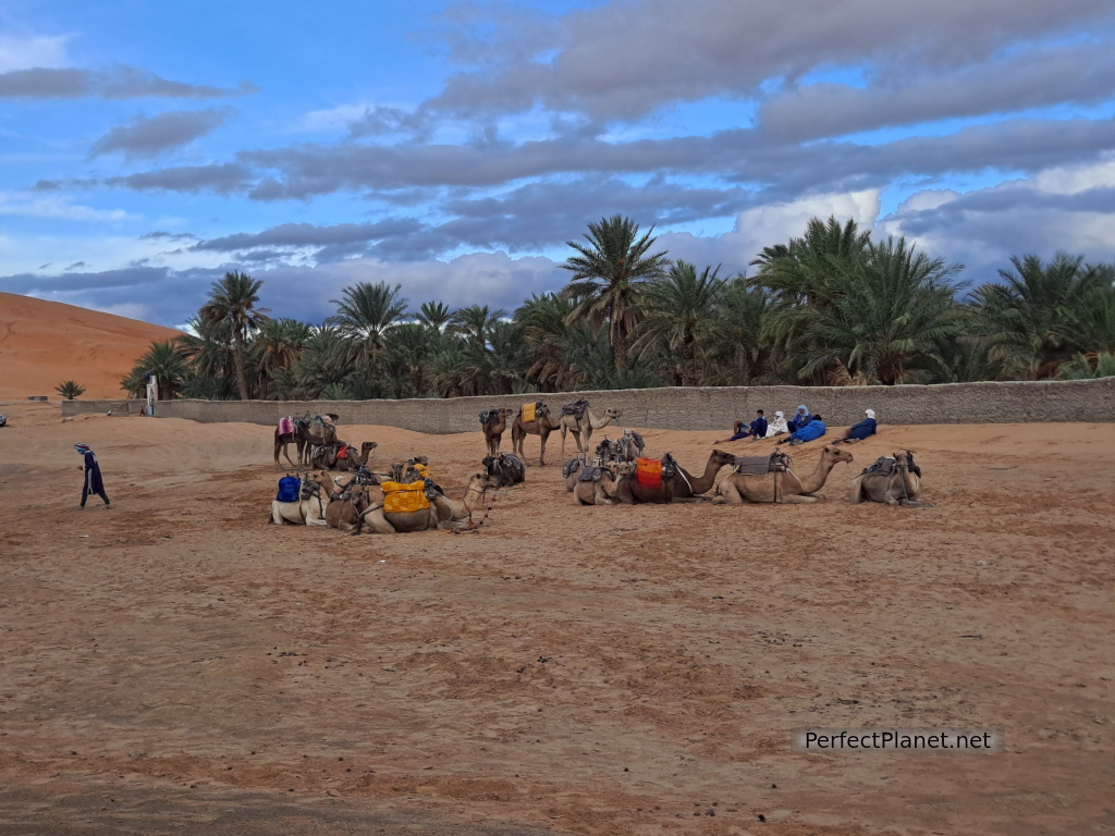 Dromedaries