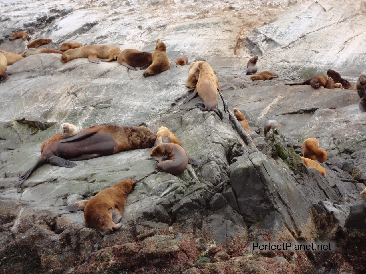 Lobos marinos