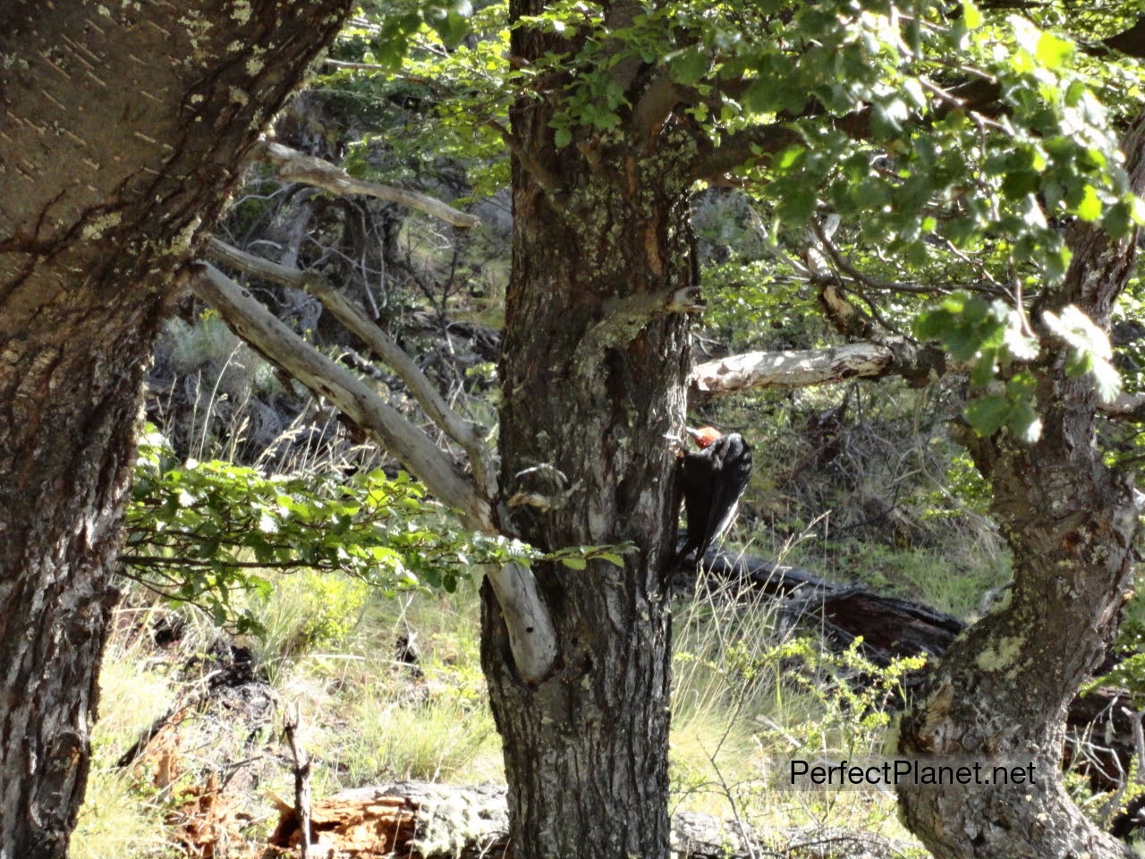 Woodpecker