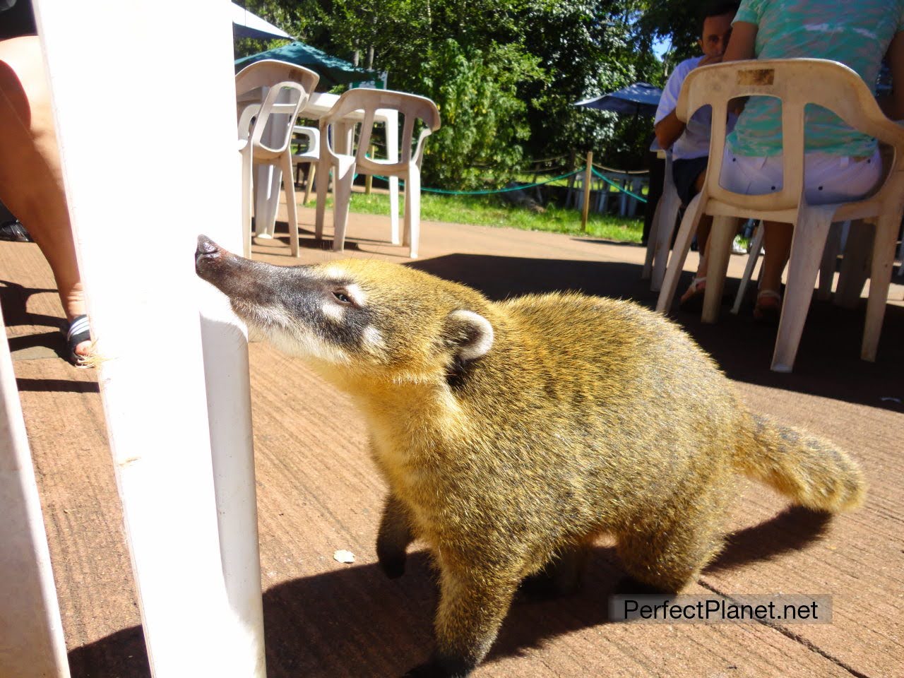 Coatí