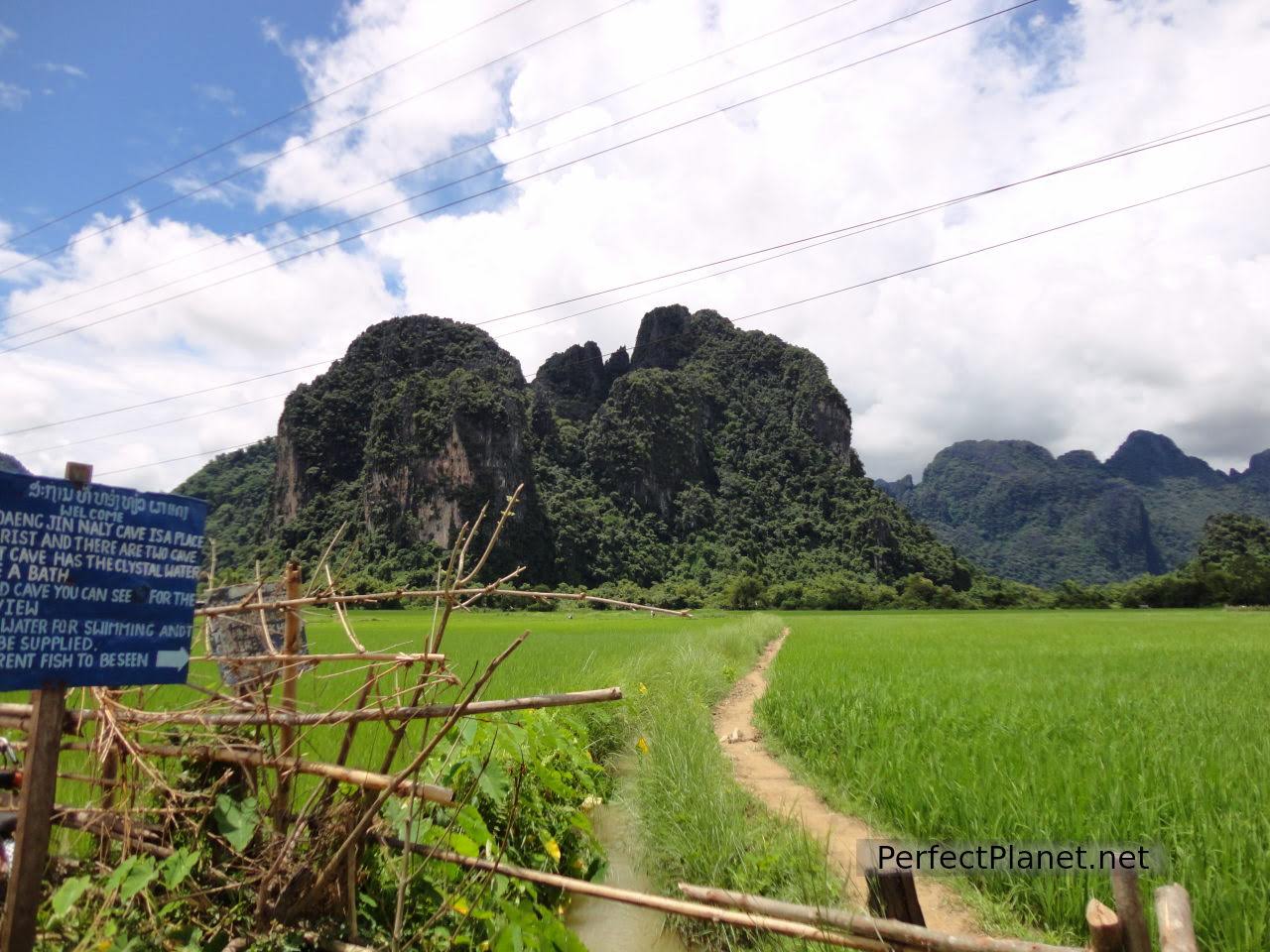 Rice fields