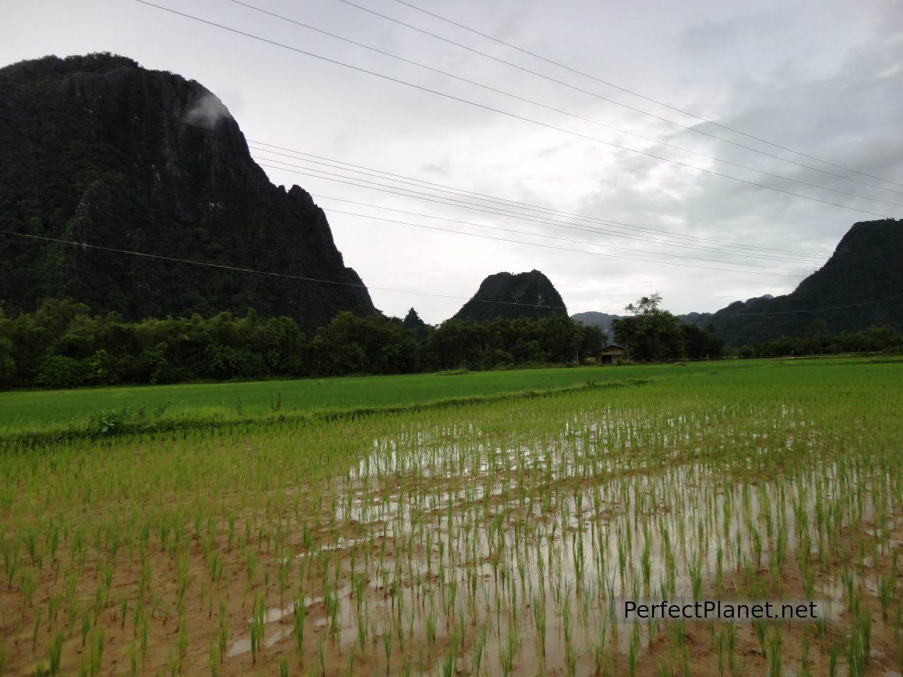 Rice fields