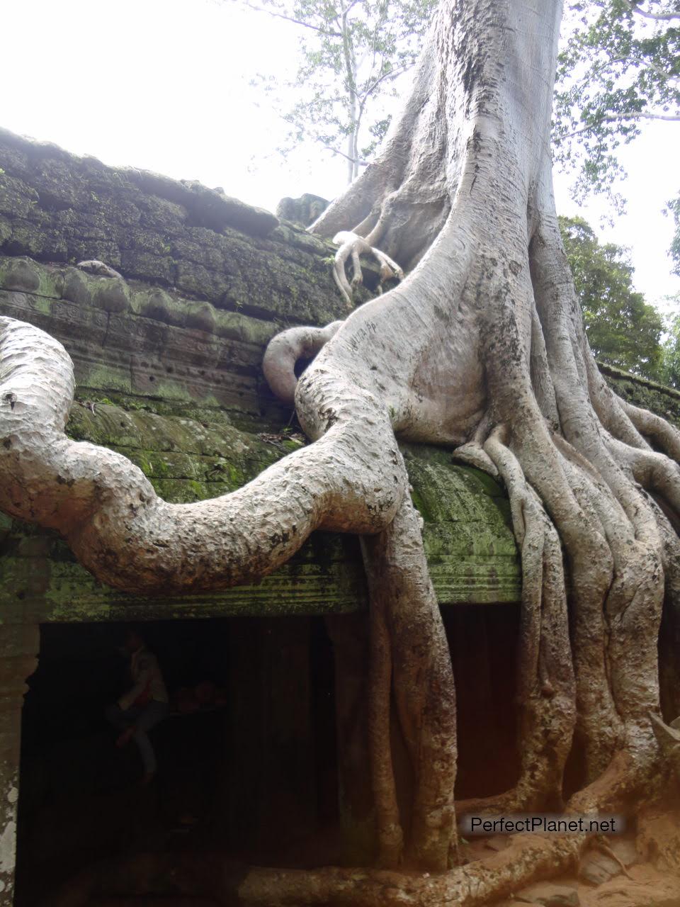 Ta Prohm