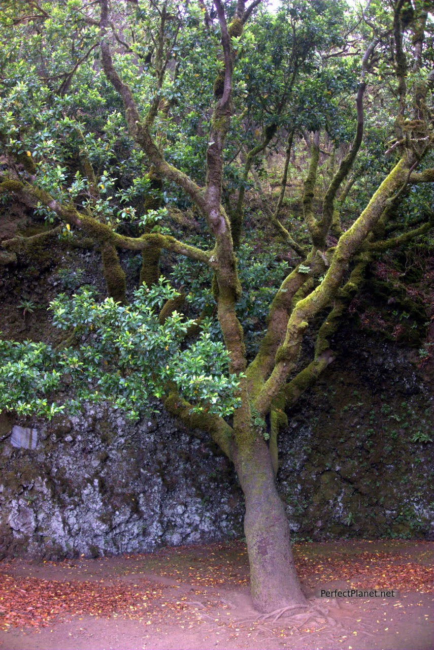 Árbol Garoé