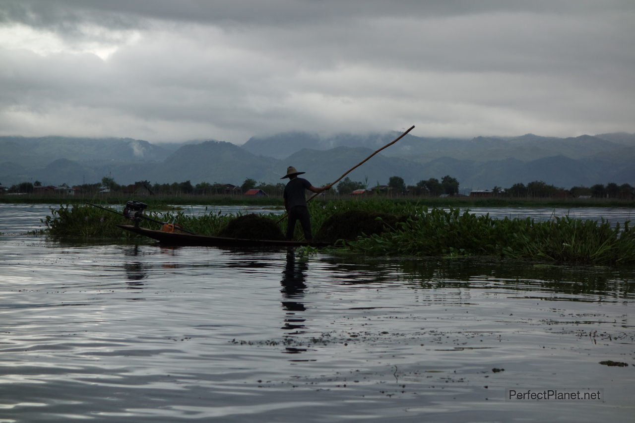 Harvesting the crop Inle Lake