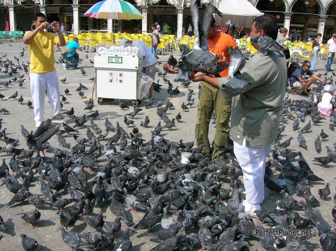 Feeding pigeons