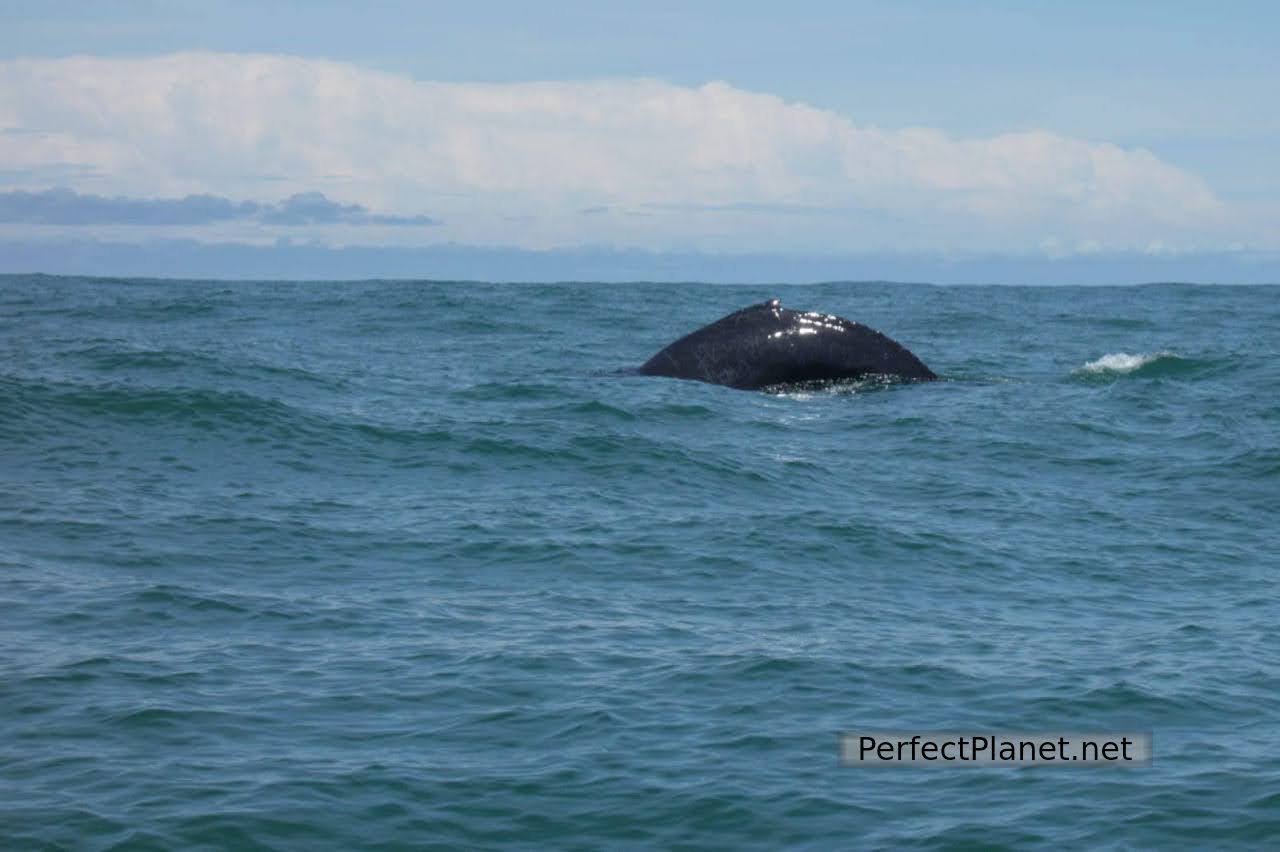 Humpback whales