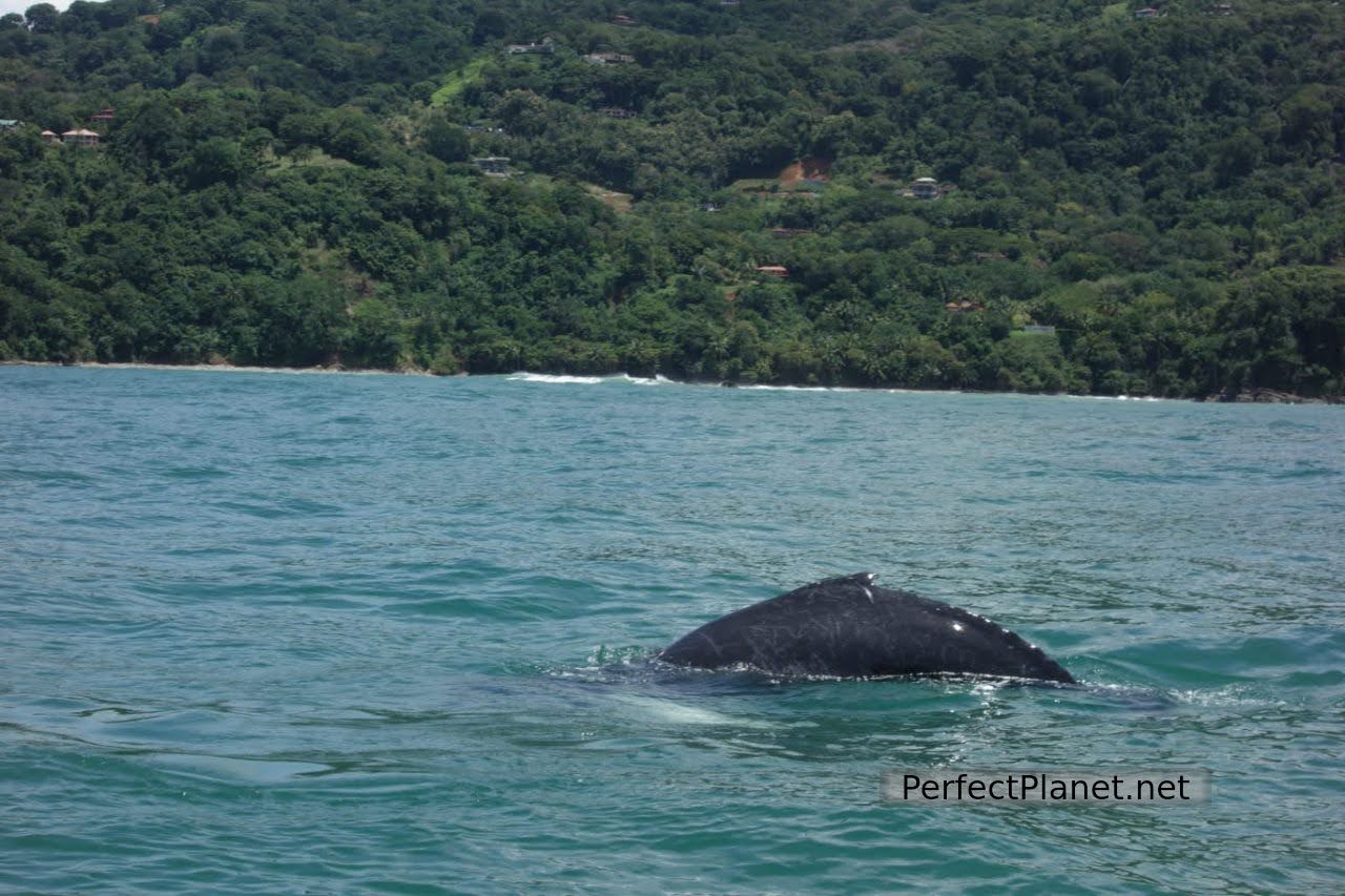 Humpback whales